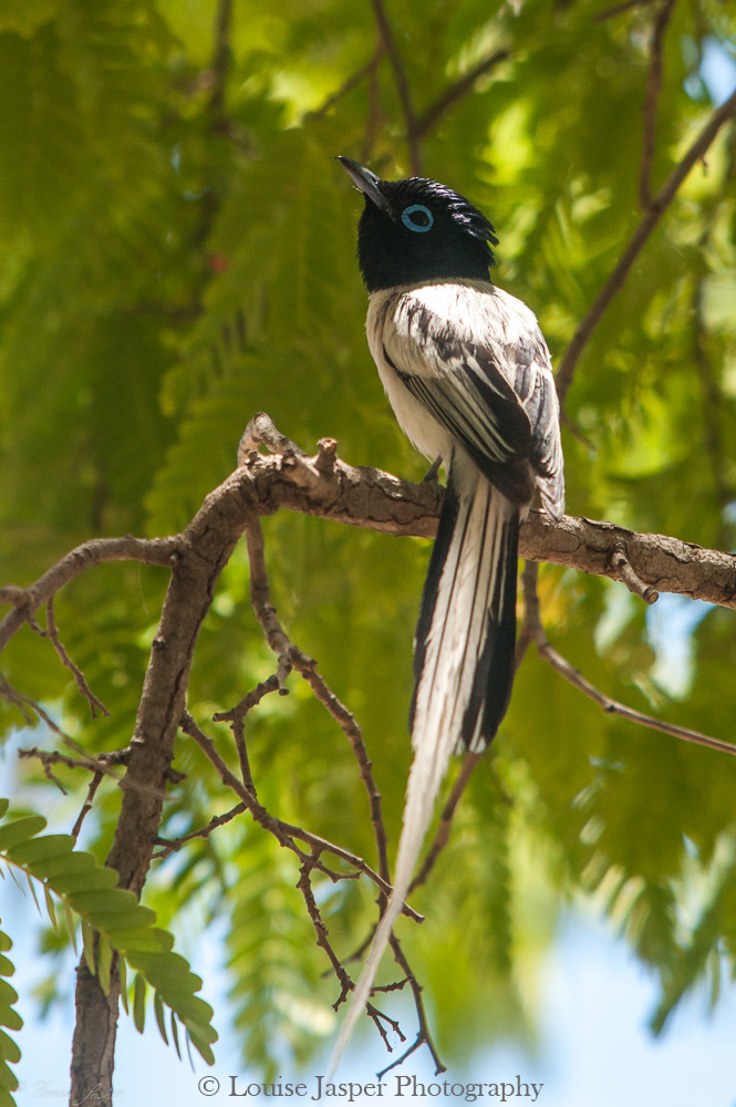 Madagascar_Iharana Bush Camp_Wildlife_gobe mouche de paradis_pardise flycatcher_bird_oiseau
