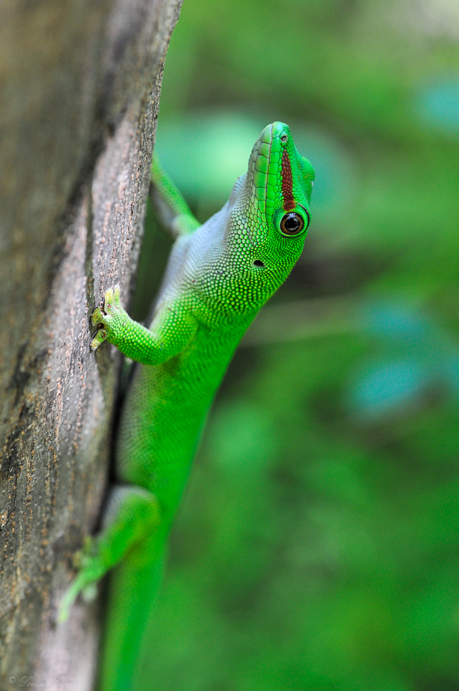 Iharana Bush Camp_Wildlife_Gecko - Iharana Bush Camp