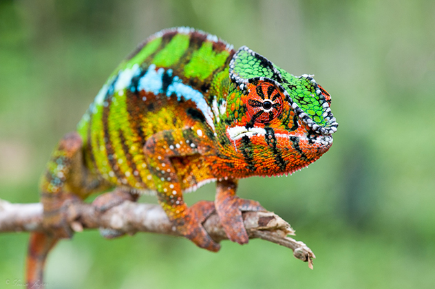 Iharana_Bush Camp_Wildlife_Chameleon_Madagascar